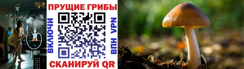 Галлюциногенные грибы GOLDEN TEACHER  MEGA онион  Пыталово  магазин   